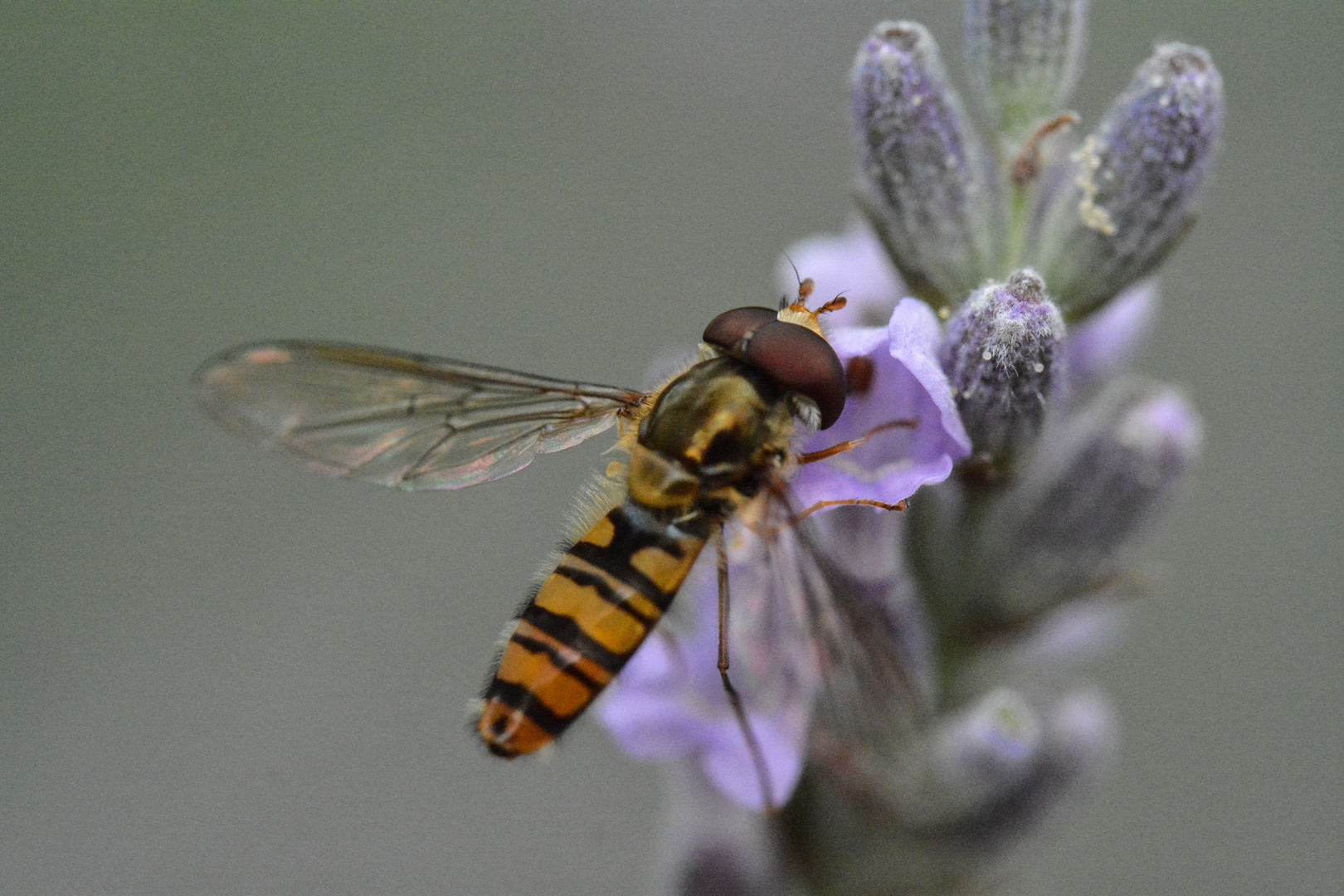 Schwebfliege auf Lavendel