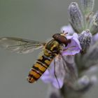 Schwebfliege auf Lavendel