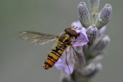 Schwebfliege auf Lavendel