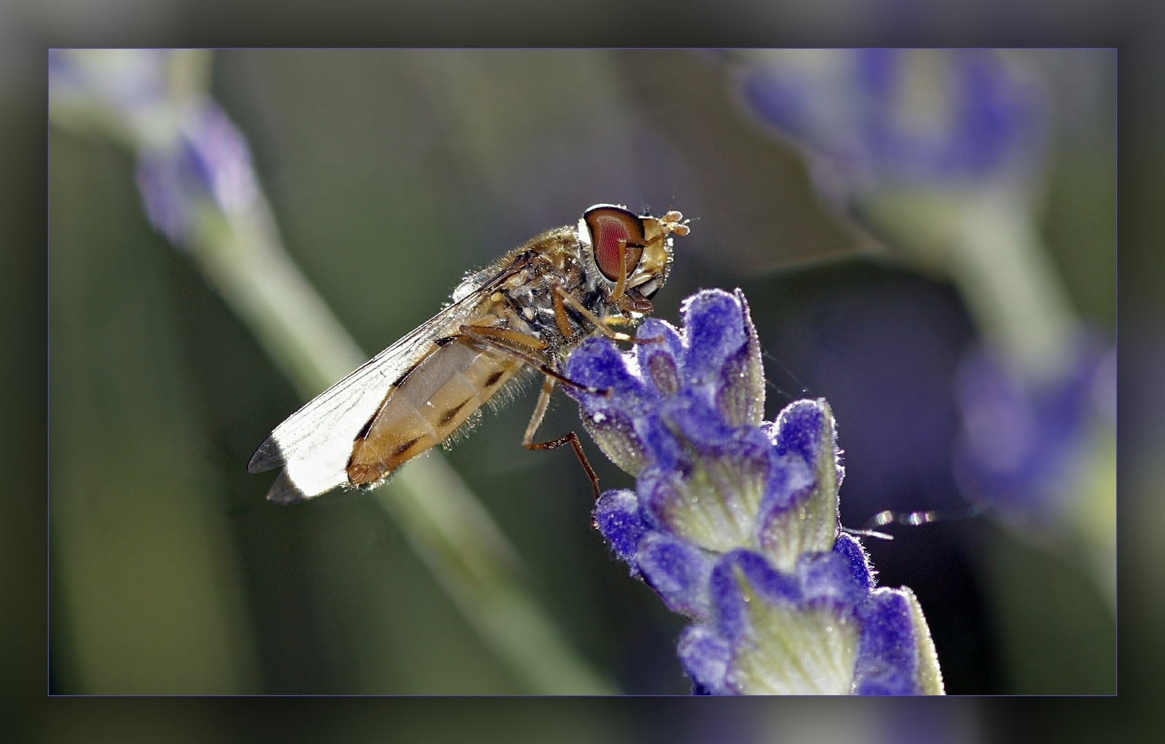 Schwebfliege auf Lavendel