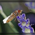 Schwebfliege auf Lavendel