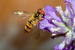 Schwebfliege auf Lavendel