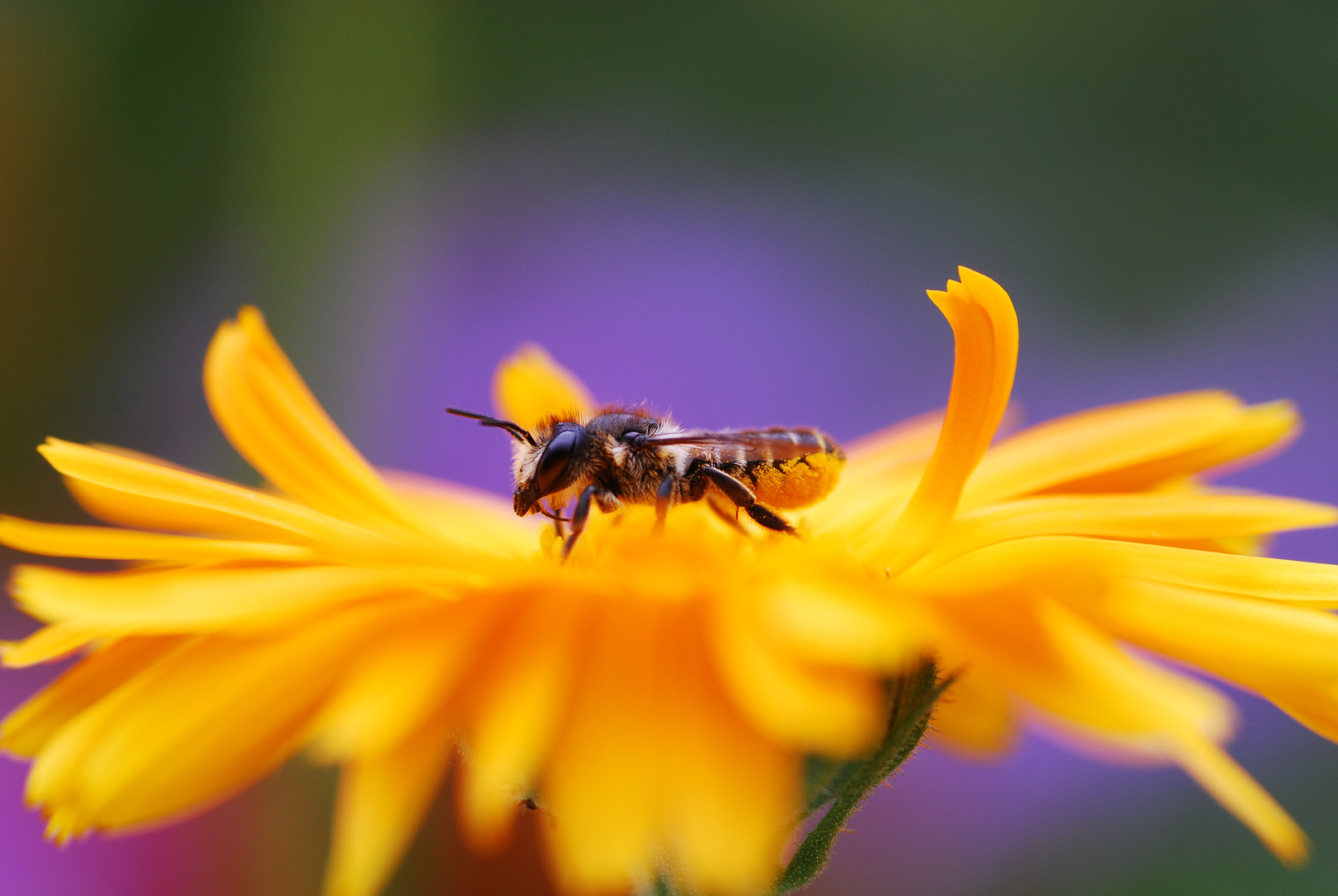 Schwebfliege auf Lieblingsblume meiner Oma