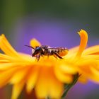 Schwebfliege auf Lieblingsblume meiner Oma