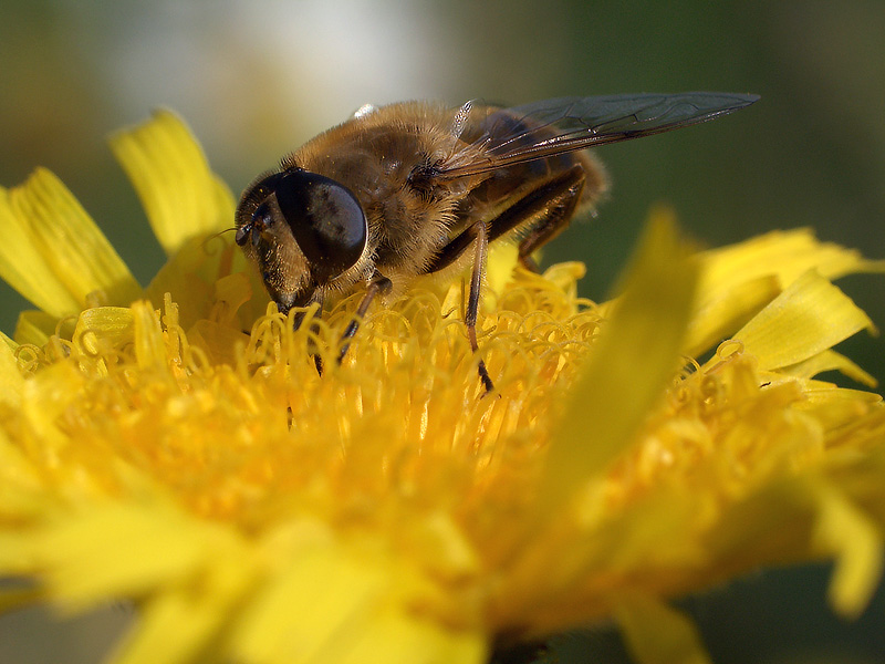 Schwebfliege auf Löwenzahn