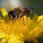 Schwebfliege auf Löwenzahn