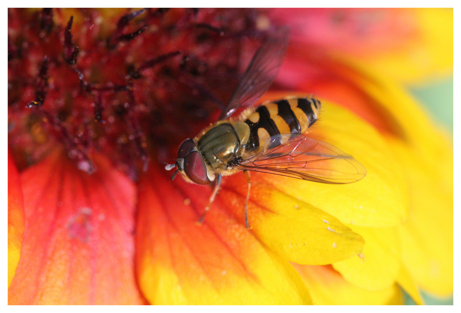 Schwebfliege auf Mädchenauge