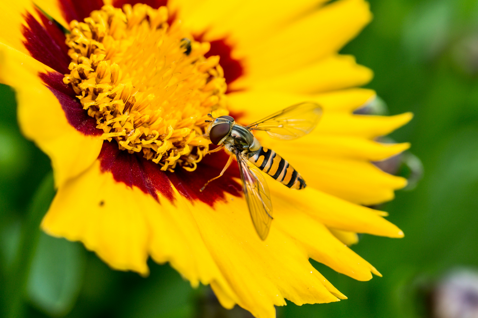 Schwebfliege auf Mädchenauge