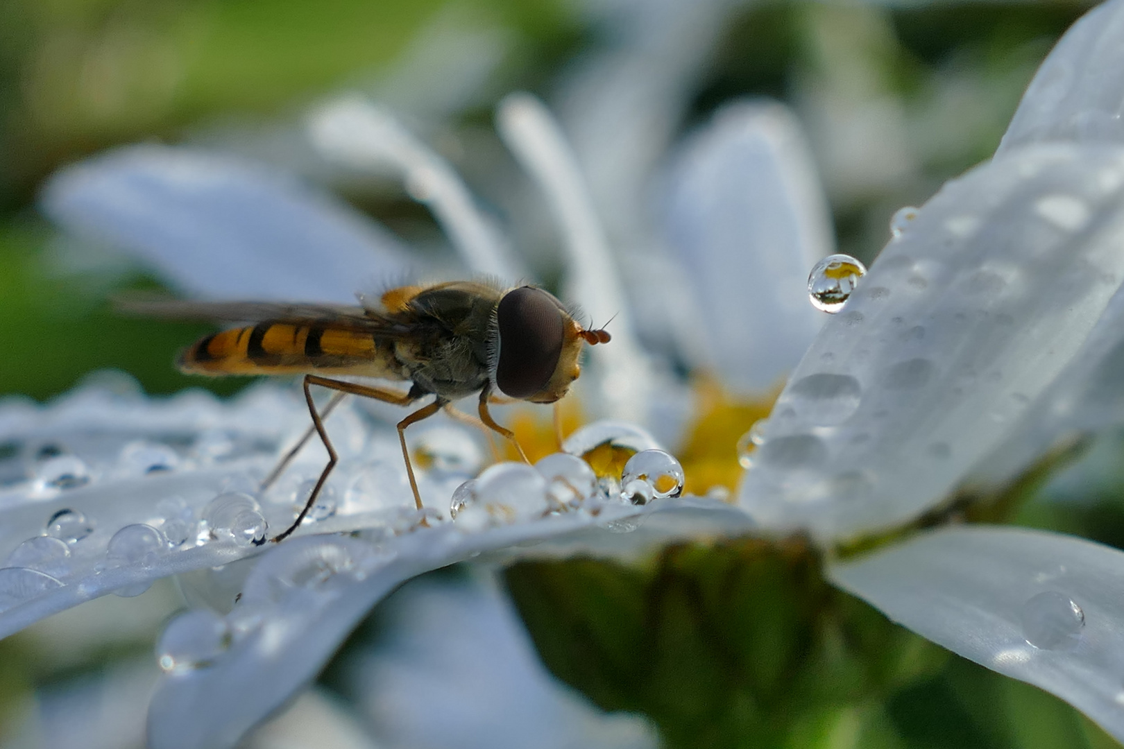 Schwebfliege auf Magerite