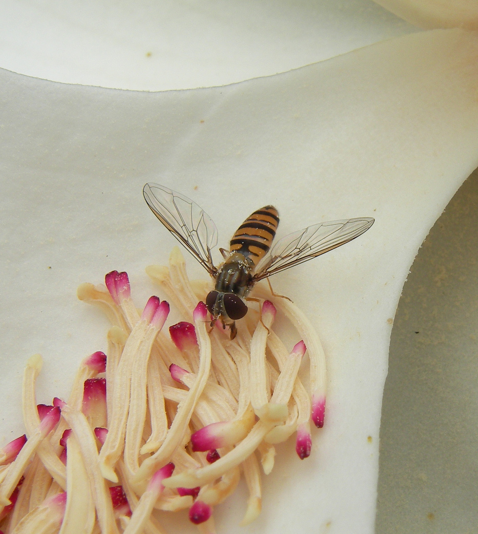 Schwebfliege auf Magnolia grandiflora