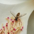 Schwebfliege auf Magnolia grandiflora