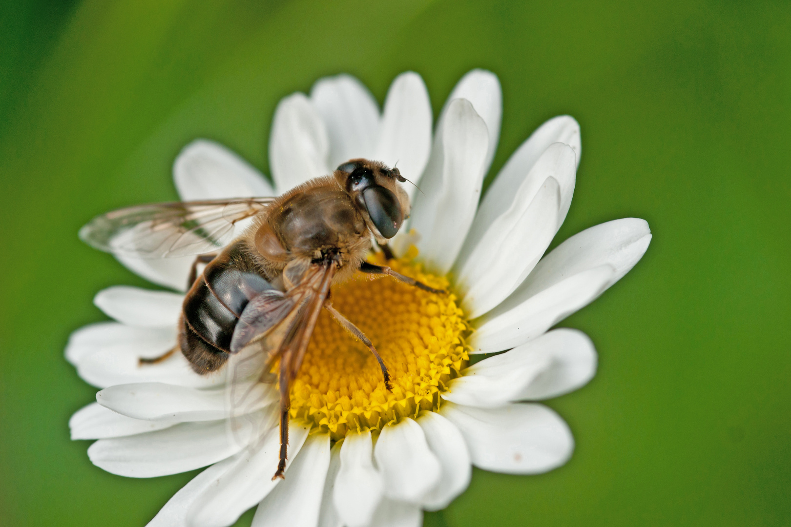 Schwebfliege  auf Margarite