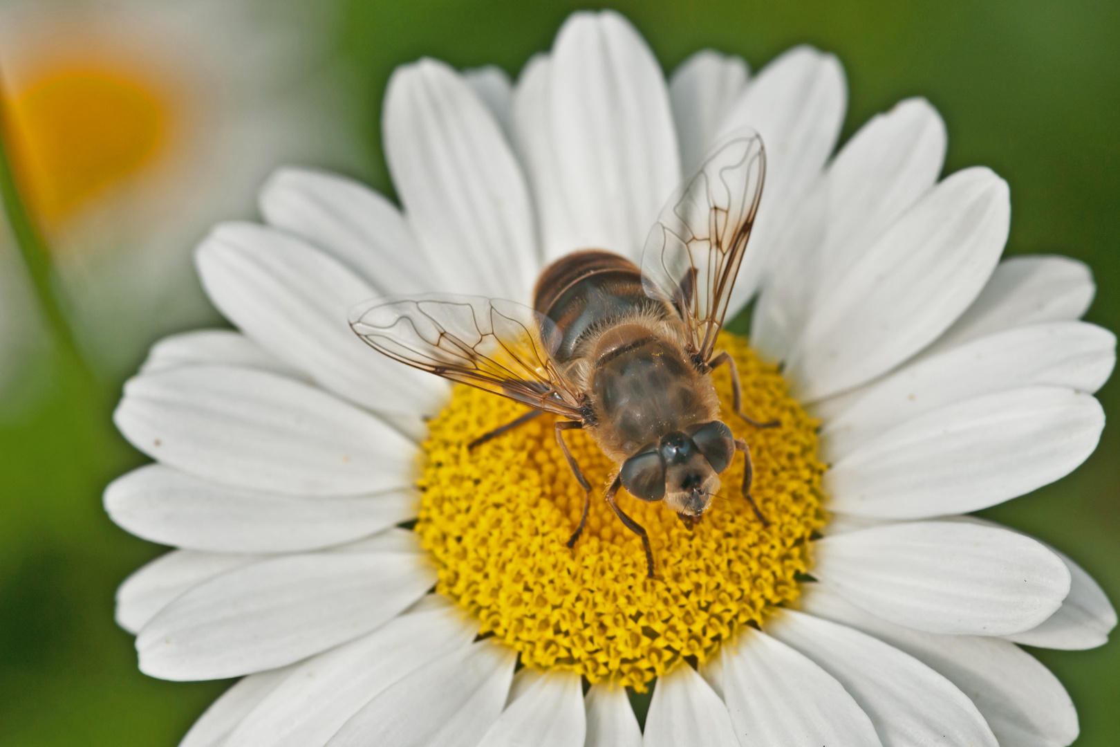 Schwebfliege auf Margarite