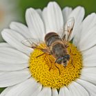 Schwebfliege auf Margarite