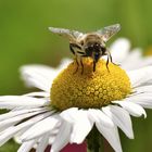 Schwebfliege auf Margaritte