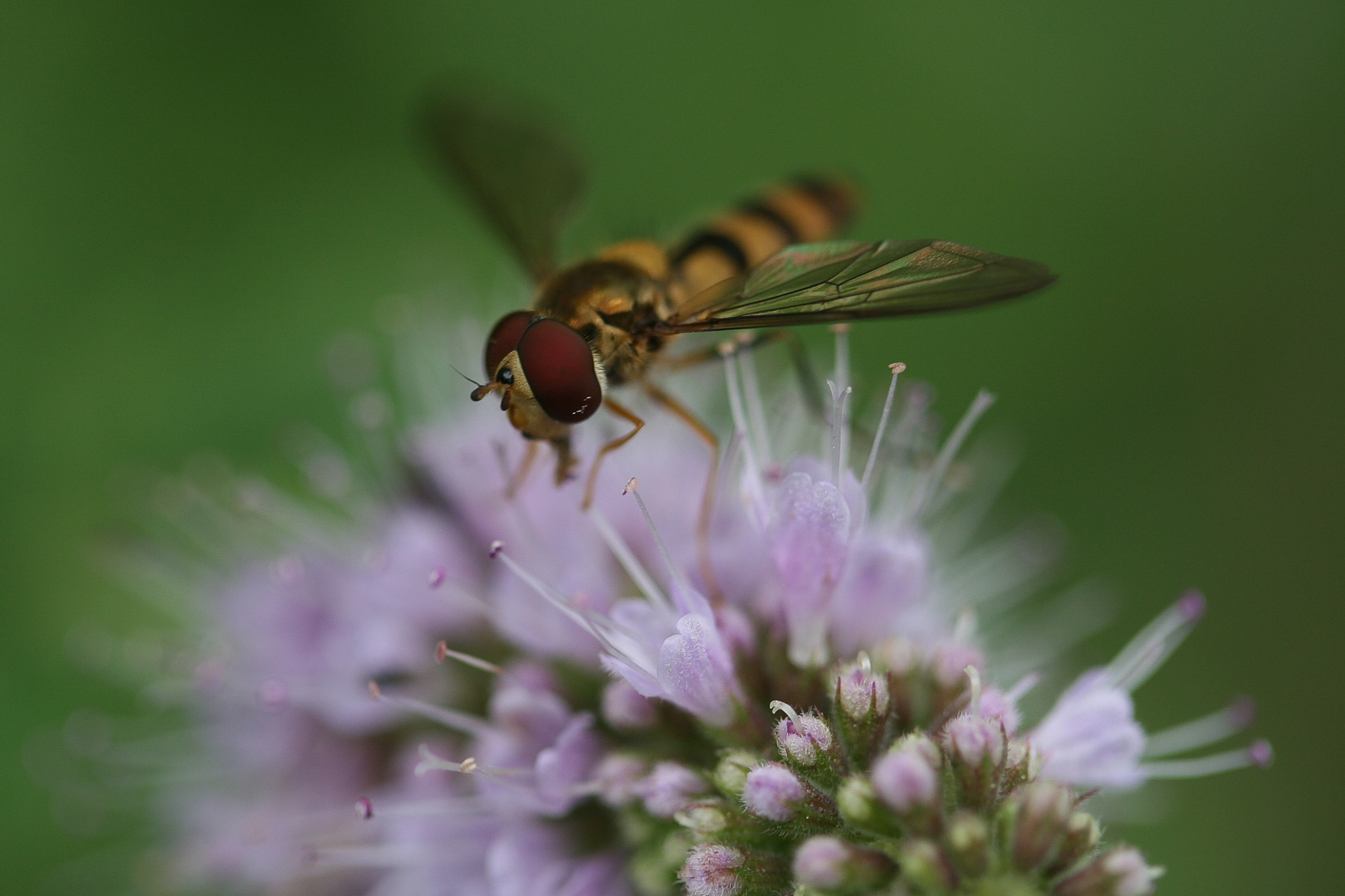 Schwebfliege auf Minzblüte