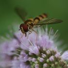 Schwebfliege auf Minzblüte