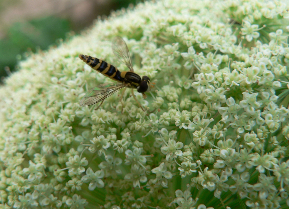 Schwebfliege auf Möhrchen