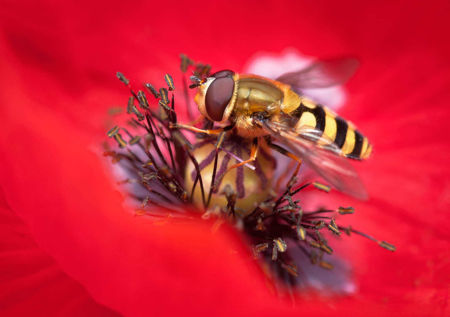 schwebfliege auf mohn