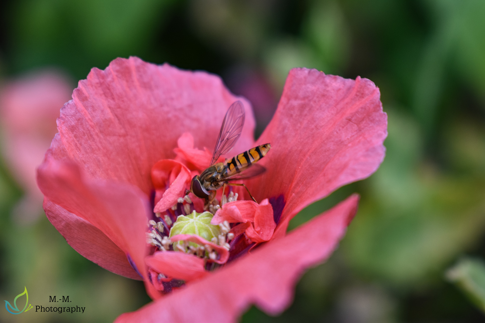 Schwebfliege auf Mohn