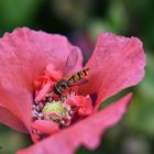 Schwebfliege auf Mohn