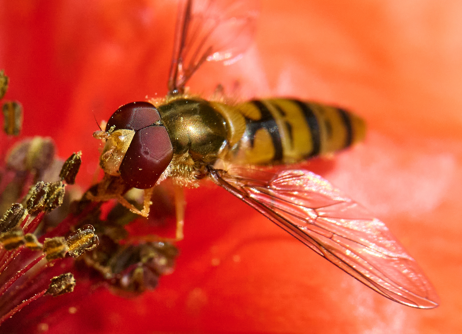 Schwebfliege auf Mohnblüte