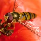 Schwebfliege auf Mohnblüte