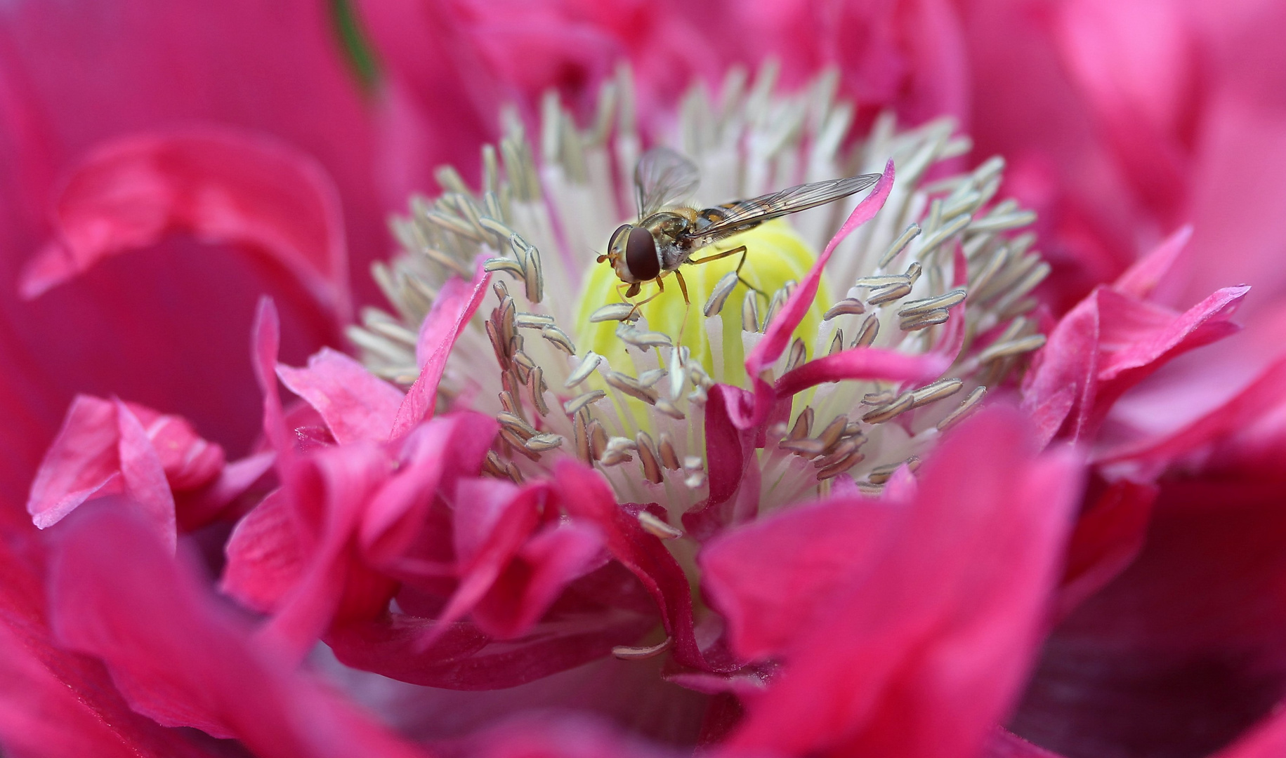 Schwebfliege auf Mohnblüte