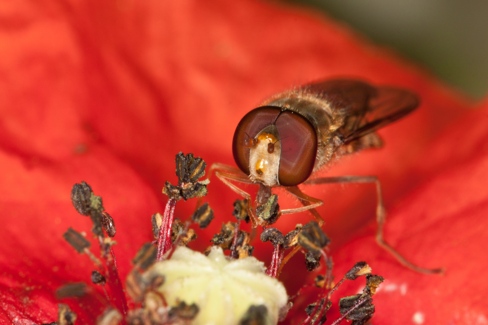 Schwebfliege auf Mohnblume 2