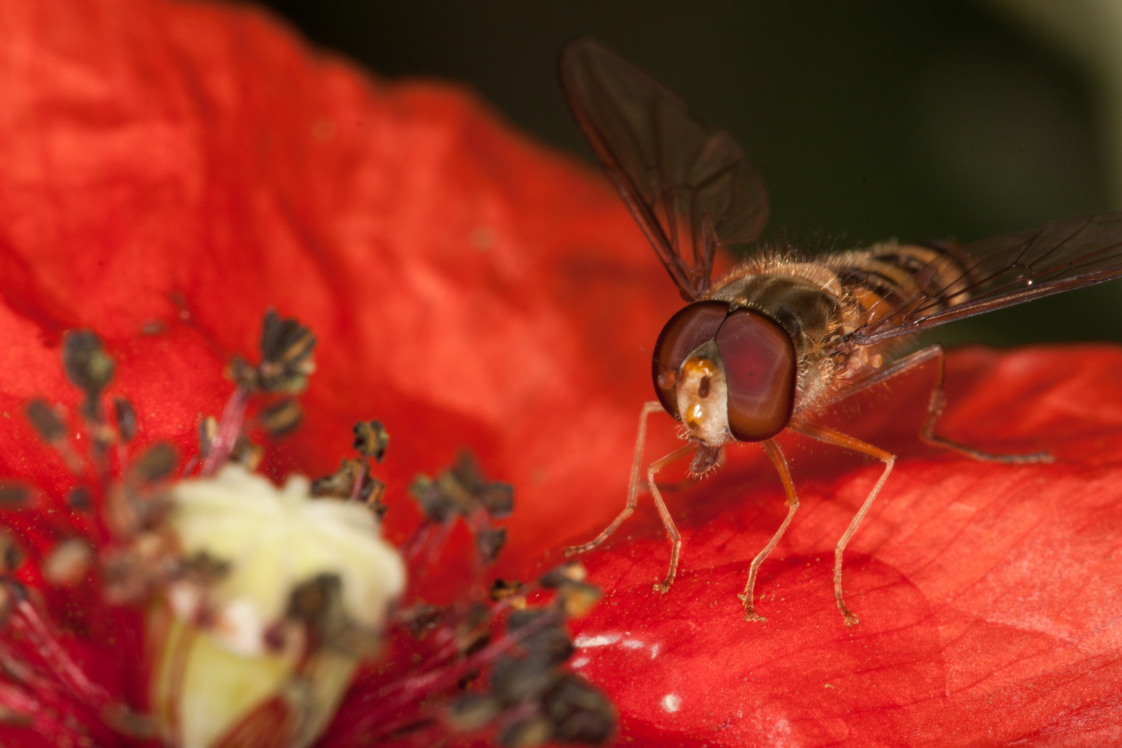 Schwebfliege auf Mohnblume