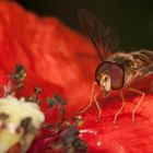 Schwebfliege auf Mohnblume