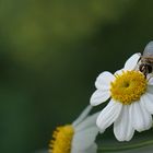 Schwebfliege auf Mutterkrautblüte