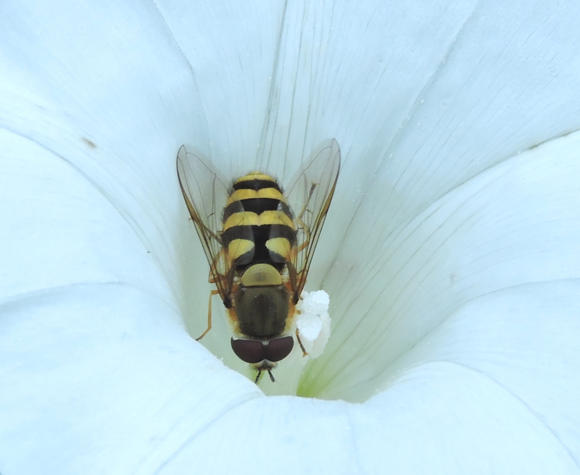 Schwebfliege auf Nahrungssuche