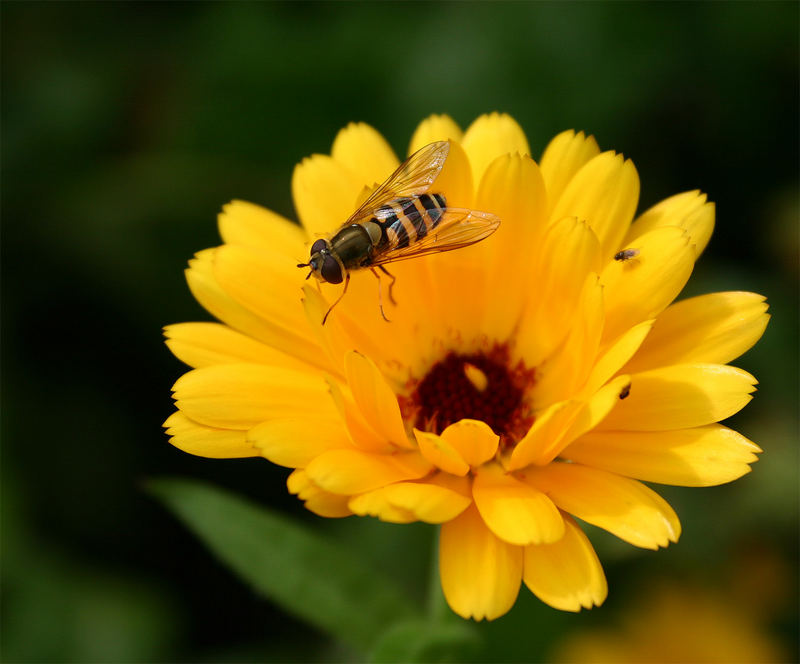 Schwebfliege auf Nahrungssuche