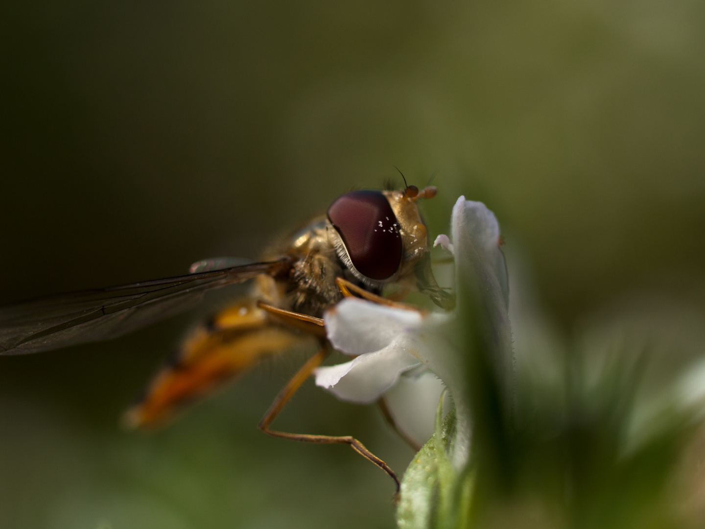 Schwebfliege auf Nektar suche