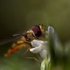 Schwebfliege auf Nektar suche