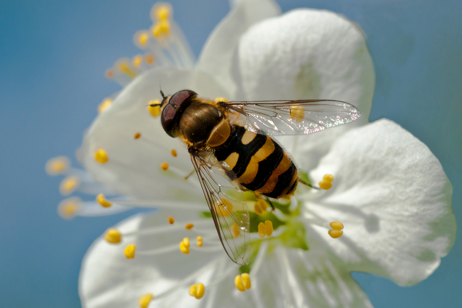 Schwebfliege auf Obstlüte