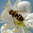 Schwebfliege auf Obstlüte