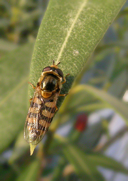 Schwebfliege auf Oleanderblatt