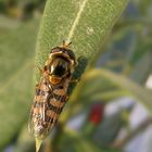 Schwebfliege auf Oleanderblatt