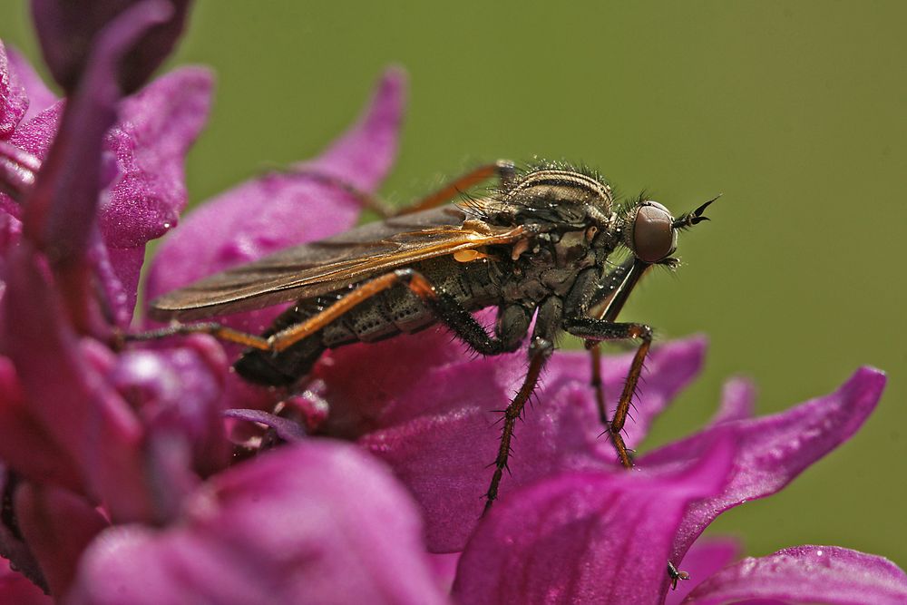 Schwebfliege auf Orchideenblüte