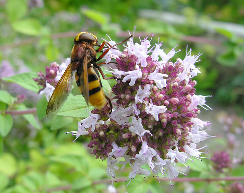 Schwebfliege auf Oregano