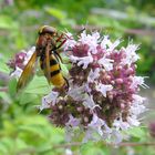 Schwebfliege auf Oregano