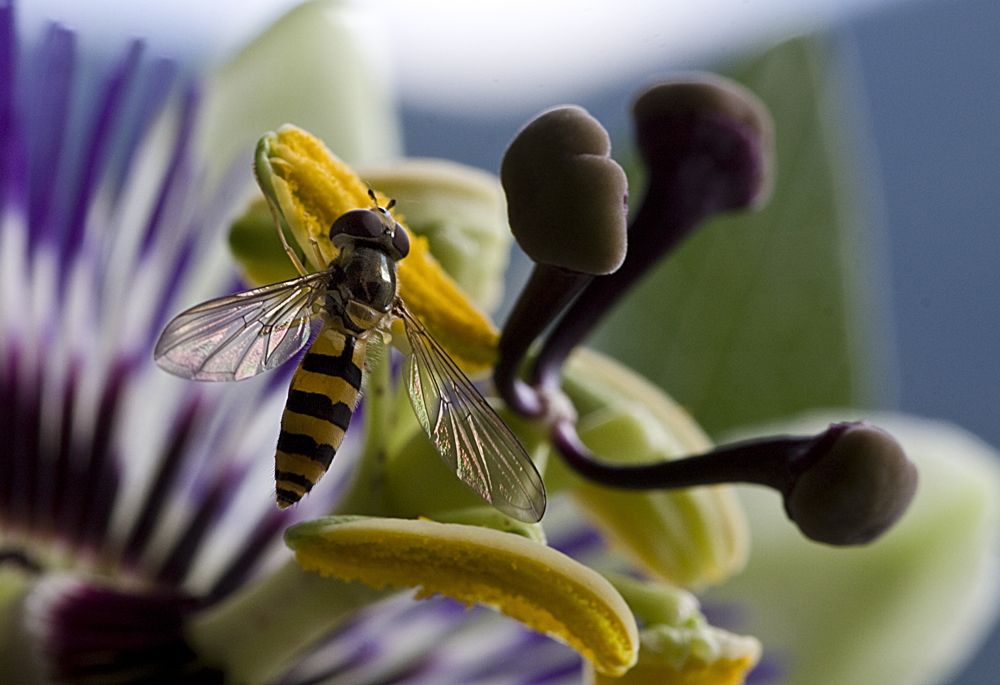 Schwebfliege auf Passionsblüte