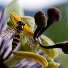 Schwebfliege auf Passionsblüte