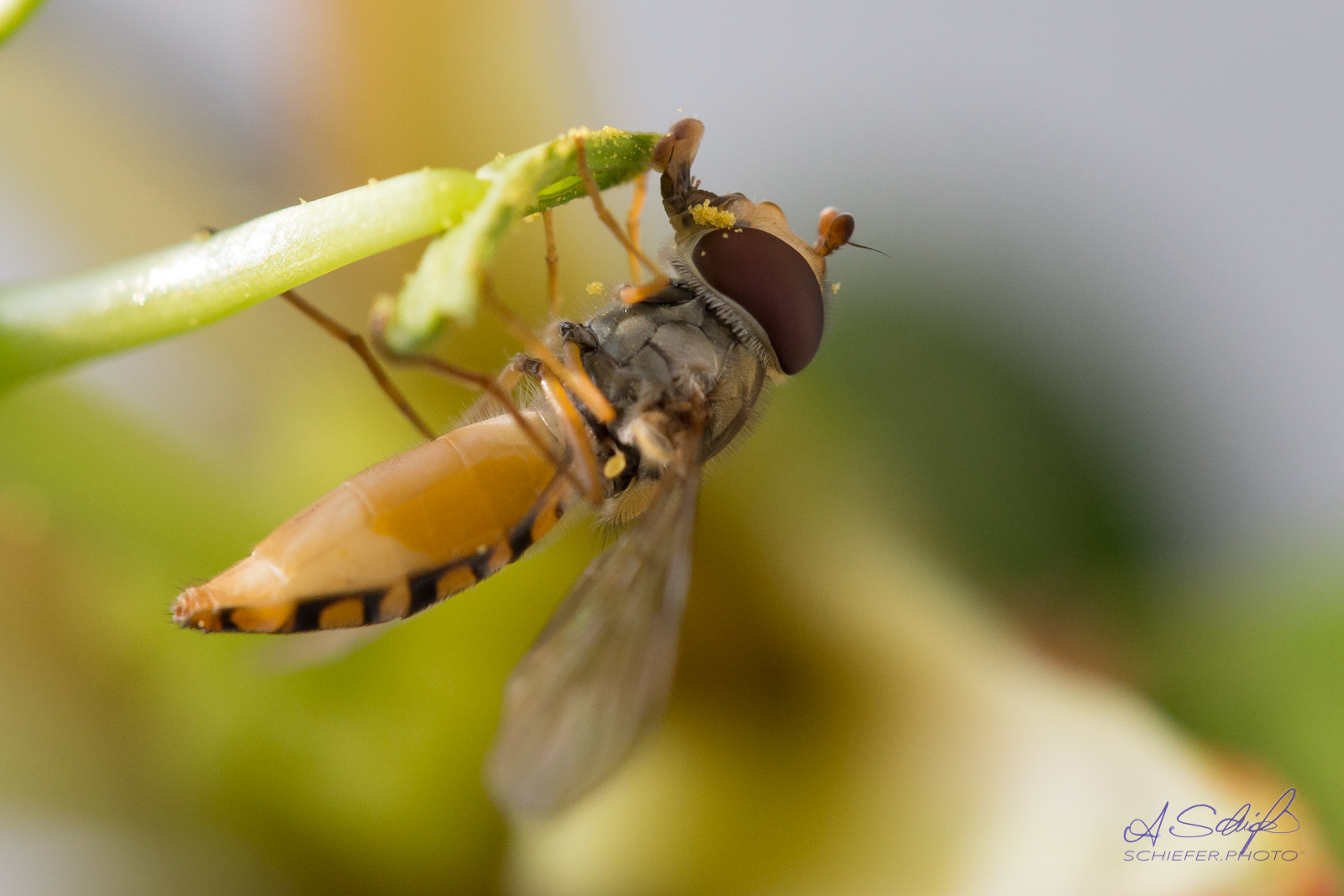 Schwebfliege auf Passionsblume