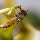 Schwebfliege auf Passionsblume