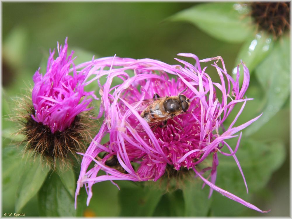 Schwebfliege auf Perücke