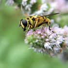 Schwebfliege auf Pfefferminze