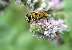 Schwebfliege auf Pfefferminze